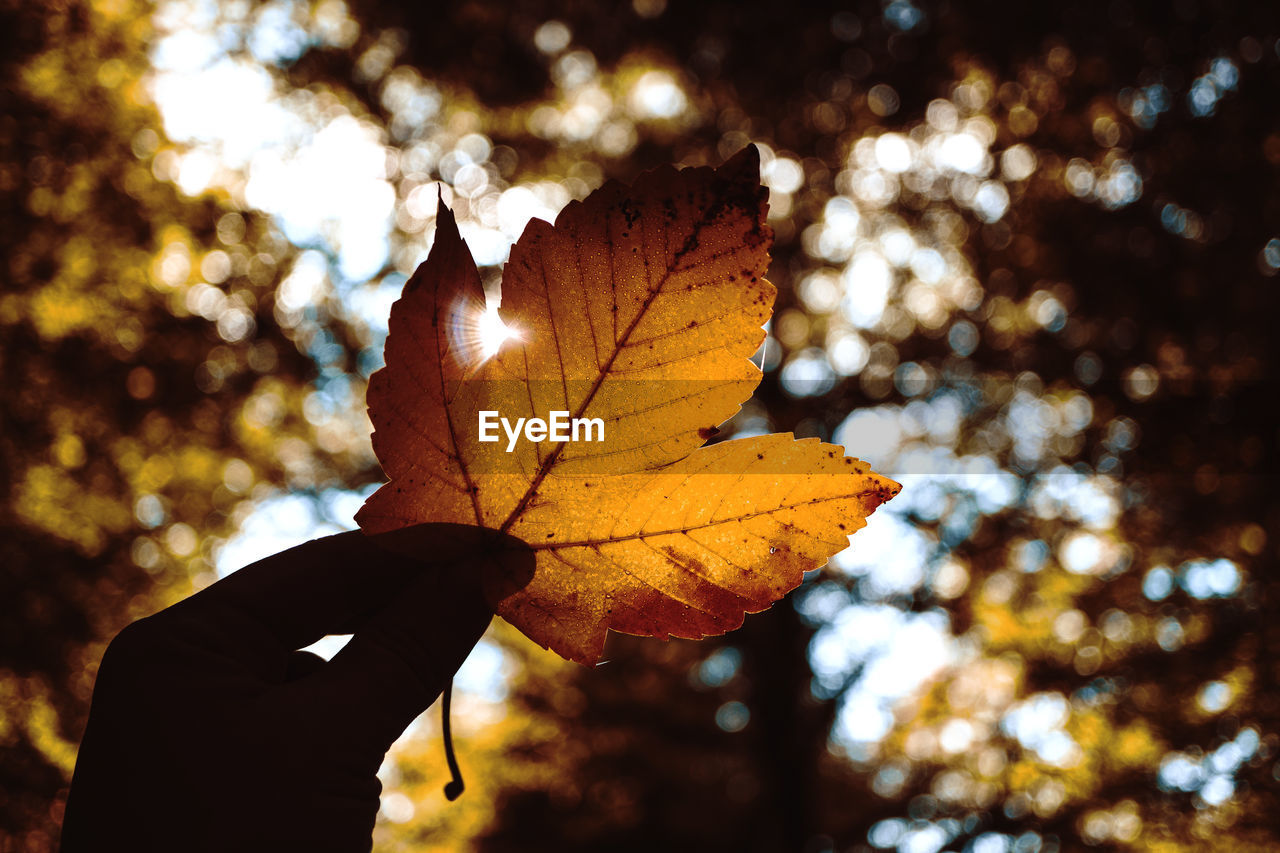 Man holding leaf in his hand. sun is going through the leaves. bokeh. autumn moody picture with flare