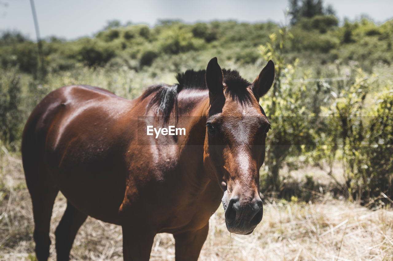 Horse on field