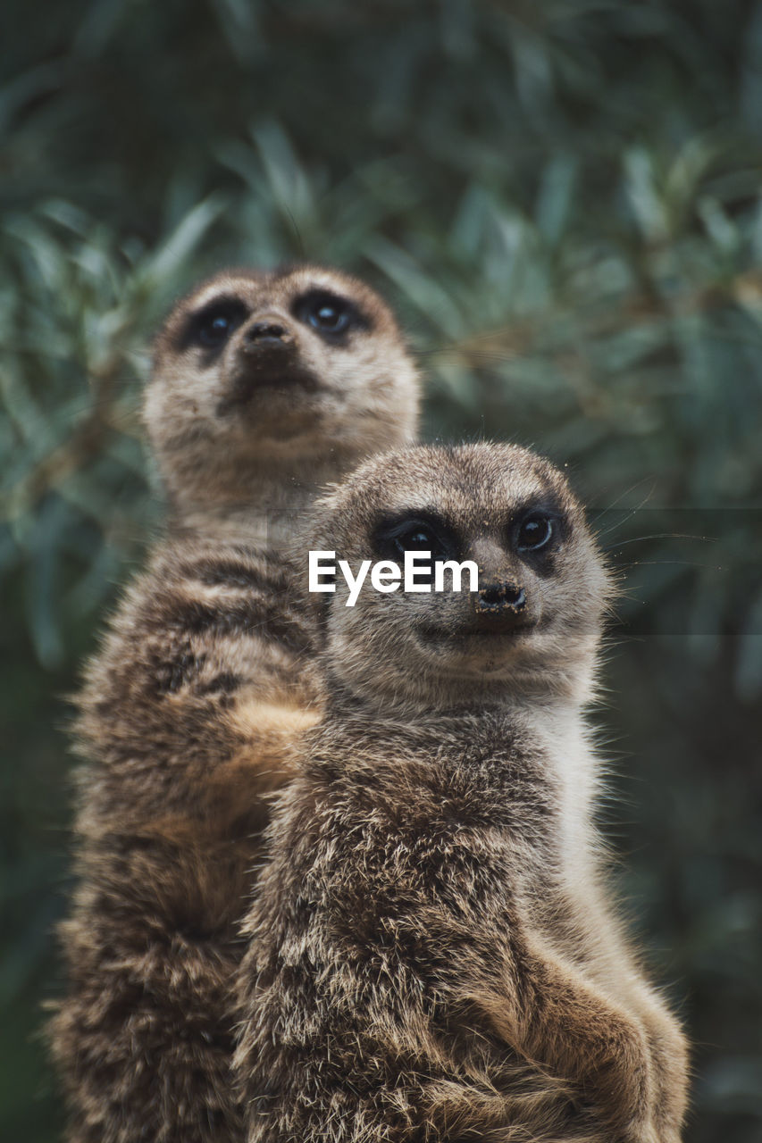 Vertical shot of two adorable meerkats on a branch in a zoo