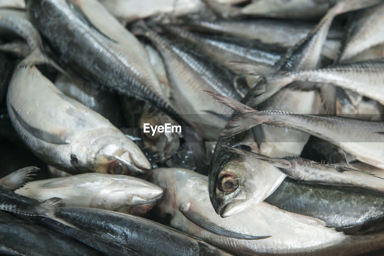 CLOSE-UP OF FISH FOR SALE