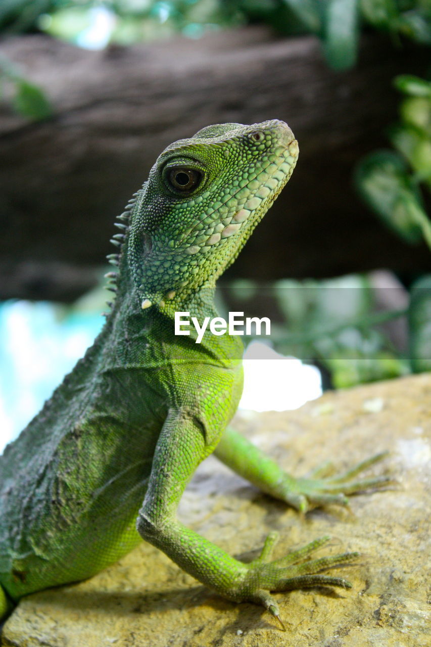 Close-up of green iguana on rock
