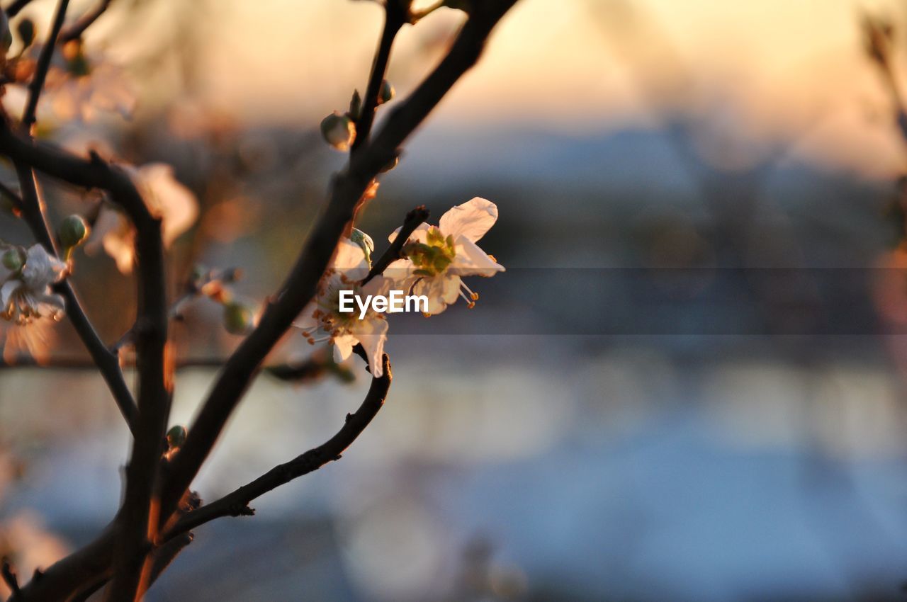 CLOSE-UP OF CHERRY BLOSSOMS ON TREE