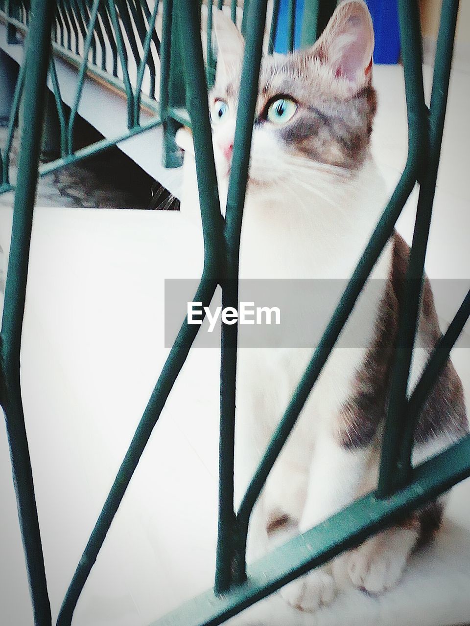 CLOSE-UP OF CAT IN CONTAINER