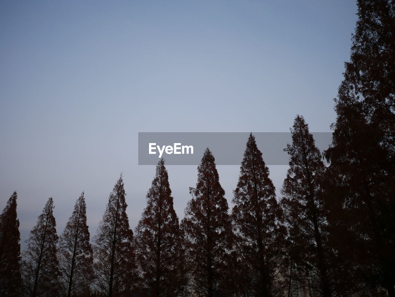 Low angle view of trees in forest against clear sky