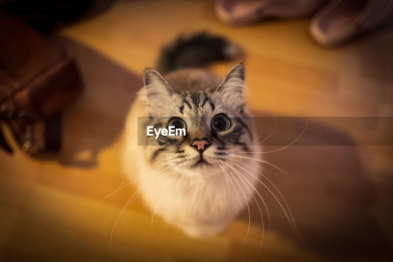 High angle portrait of cat on hardwood floor