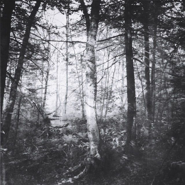 VIEW OF TREES IN FOREST