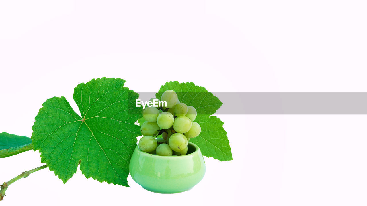 leaf, plant part, green, food and drink, plant, food, healthy eating, freshness, produce, fruit, nature, cut out, wellbeing, studio shot, white background, no people, copy space, branch, tree, growth, flower, grape, indoors, agriculture, organic, grape leaves, herb, close-up