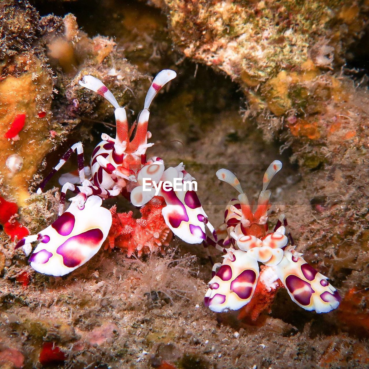 CLOSE-UP OF CORAL IN WATER