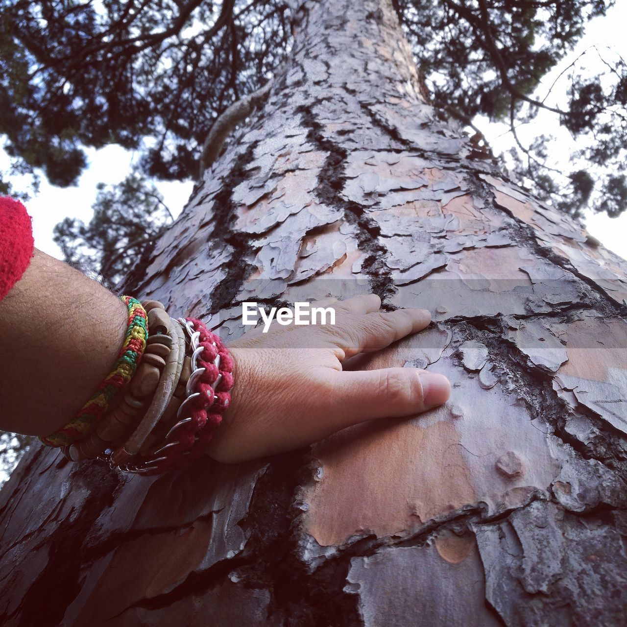 Cropped hand of man touching tree trunk