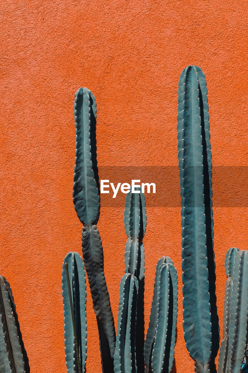 Close-up of cactus against wall