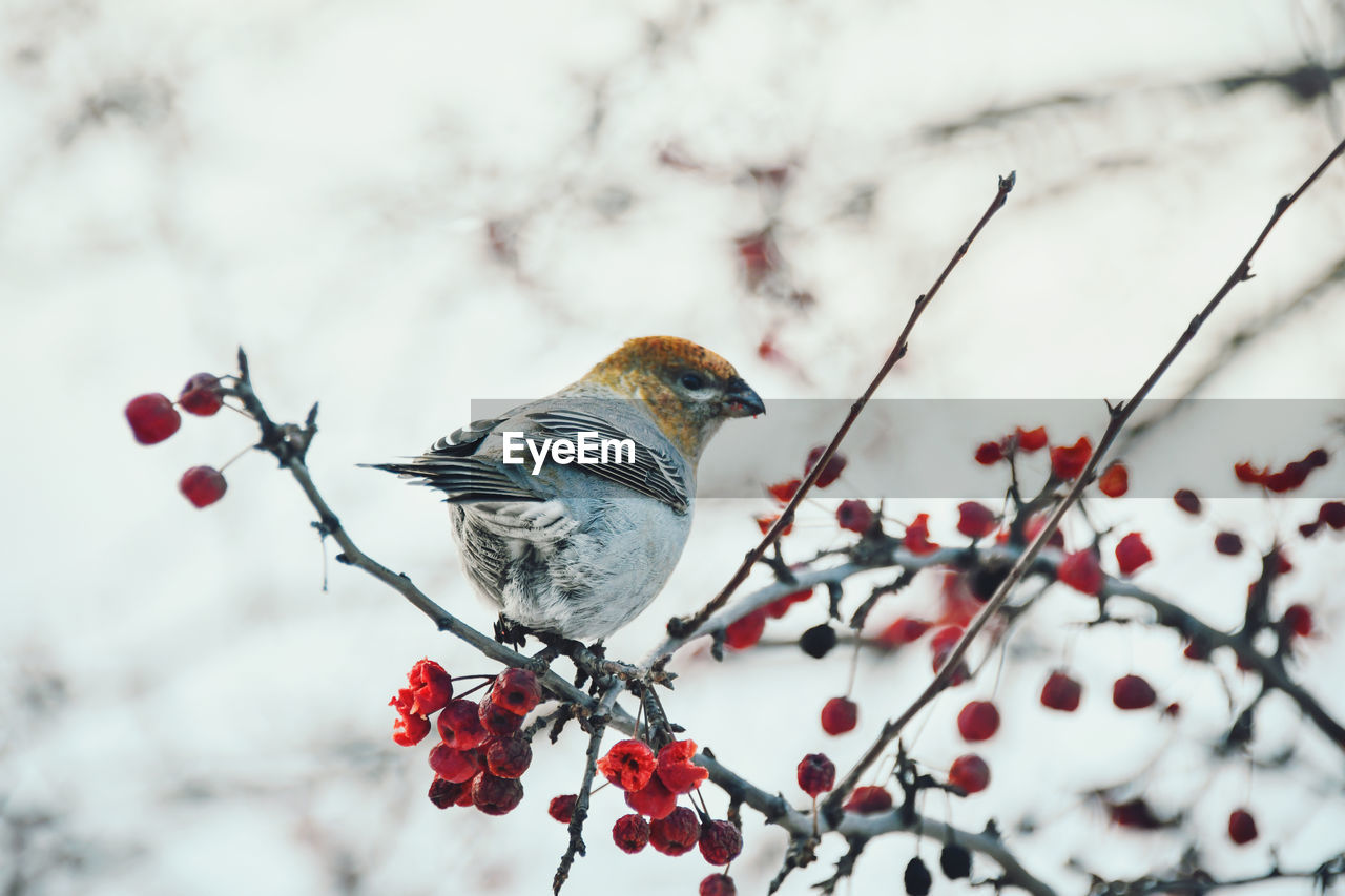 Close-up of bird perching on tree