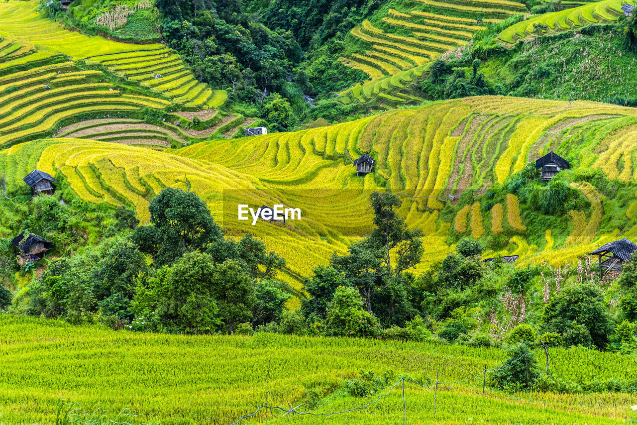 high angle view of trees on field