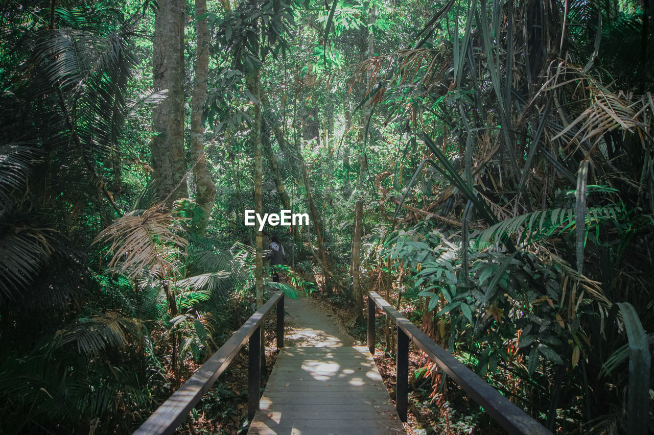 Walkway amidst trees in forest