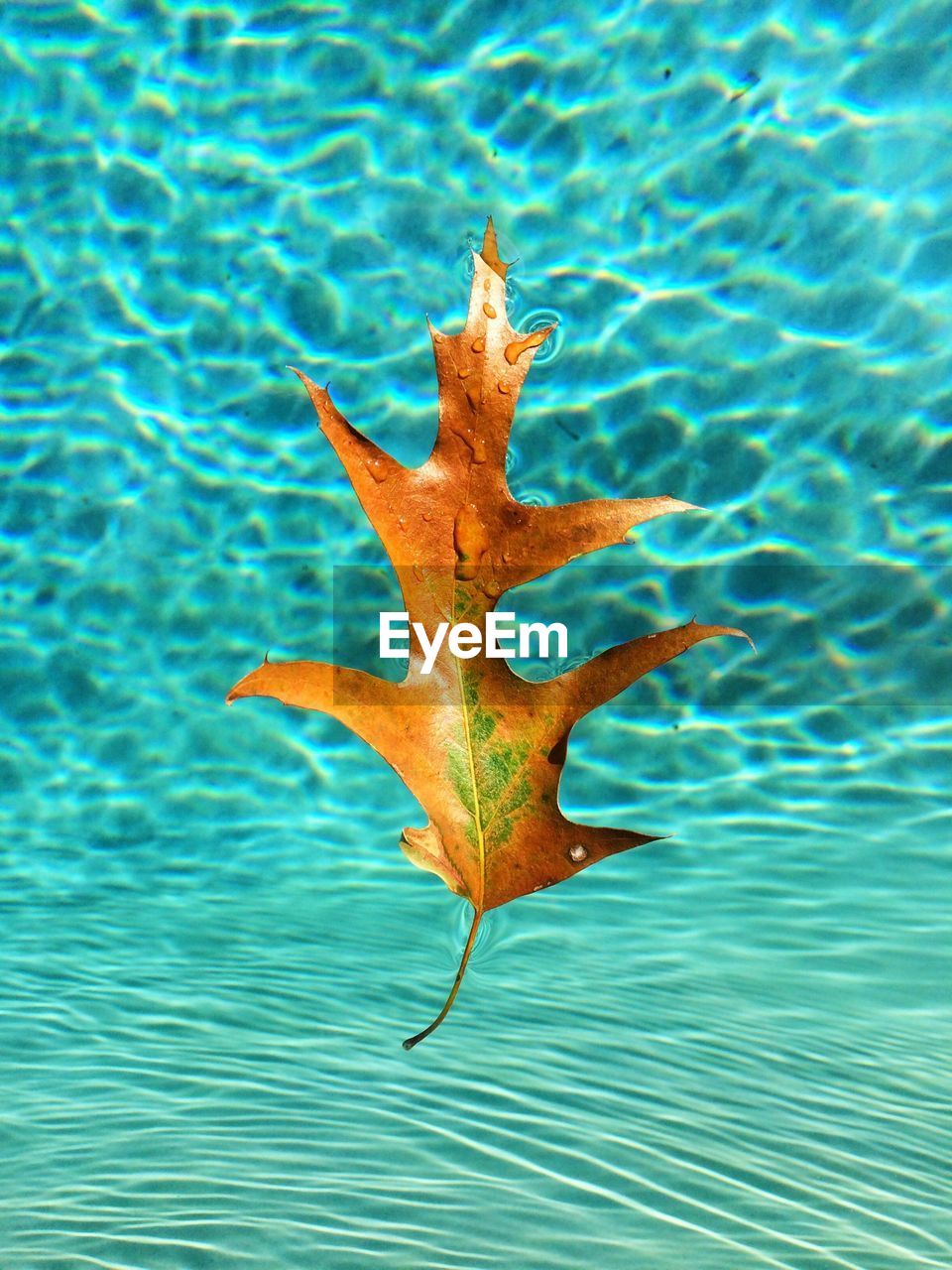 Detail on dry autumn leaf in swimming pool