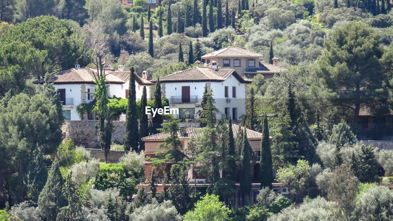 TREES AND PLANTS GROWING OUTSIDE HOUSE