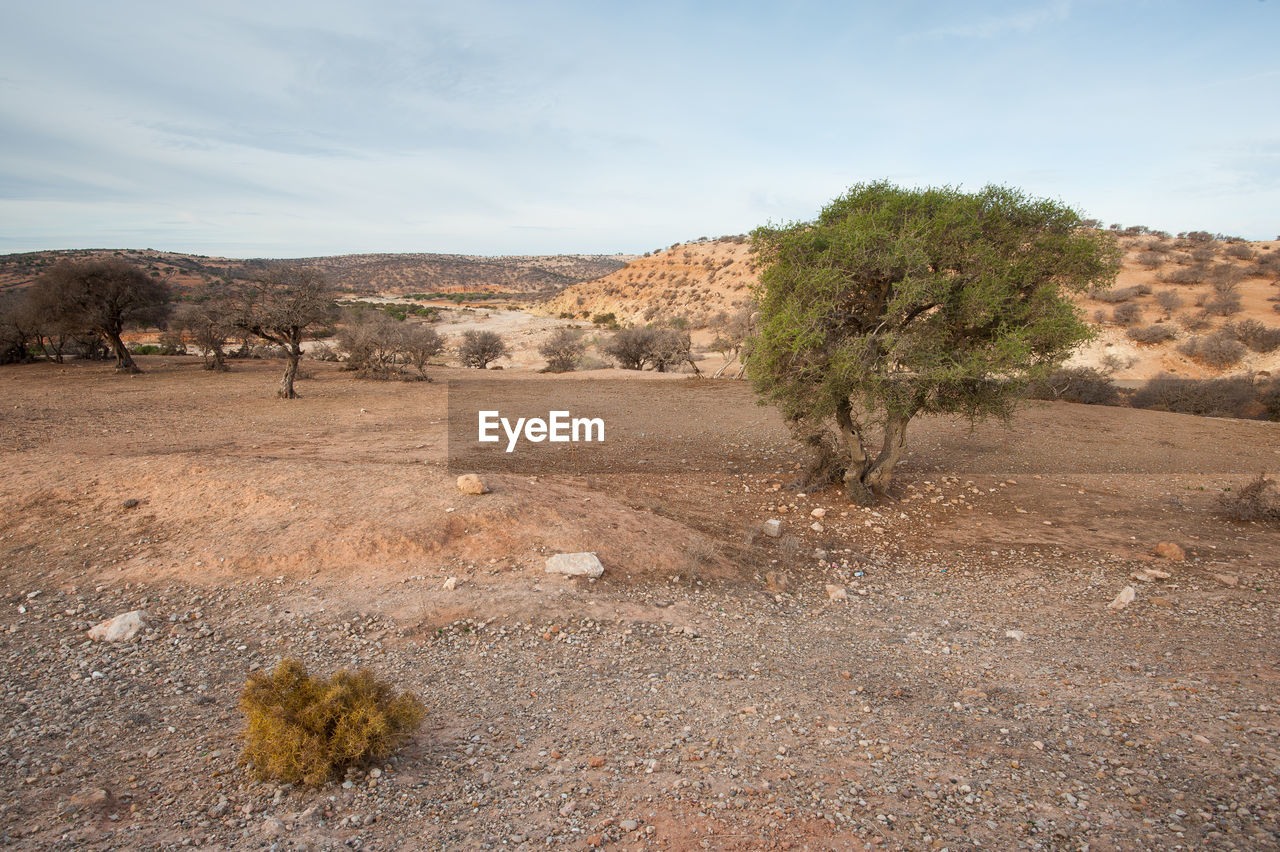 VIEW OF DEAD PLANTS ON LAND