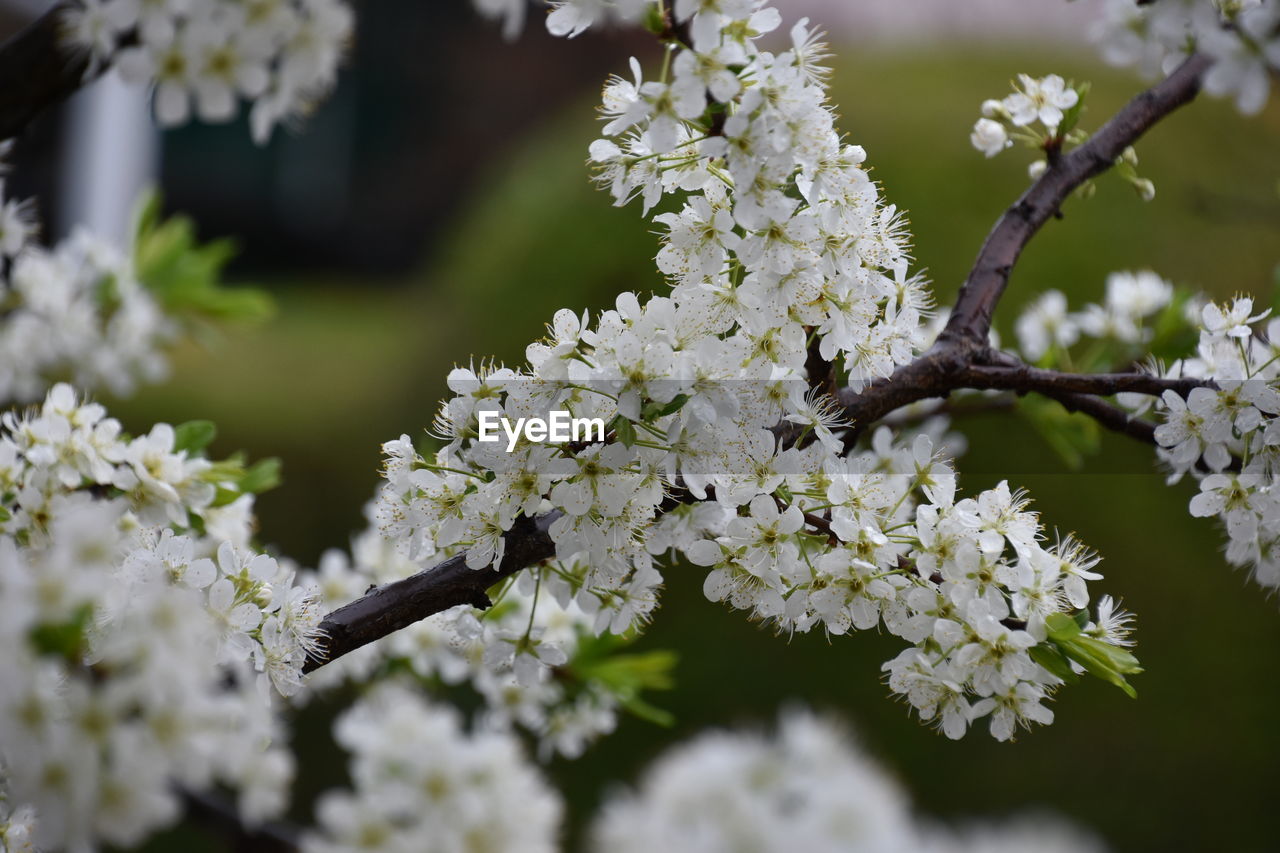 Close-up of cherry blossom on tree