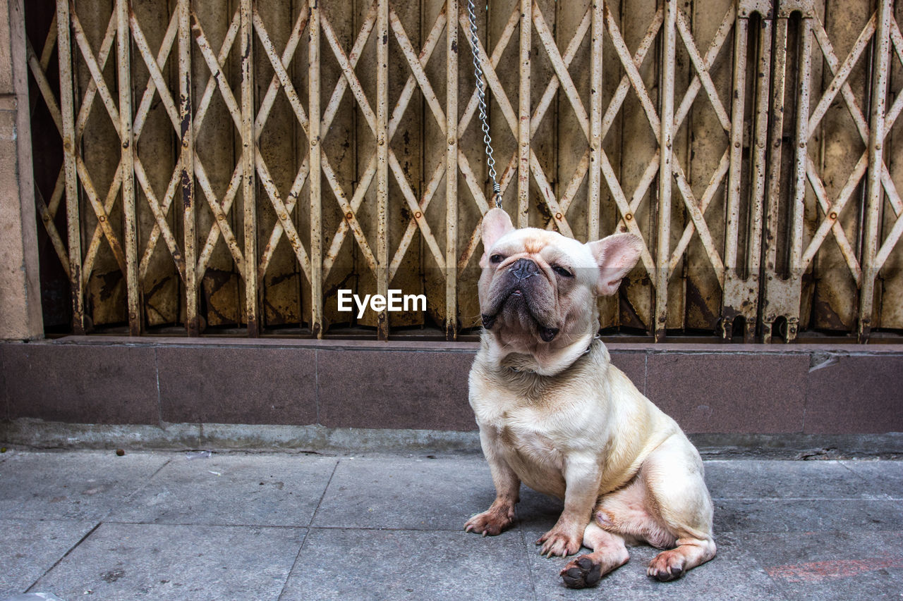 A french bulldog sits on the street