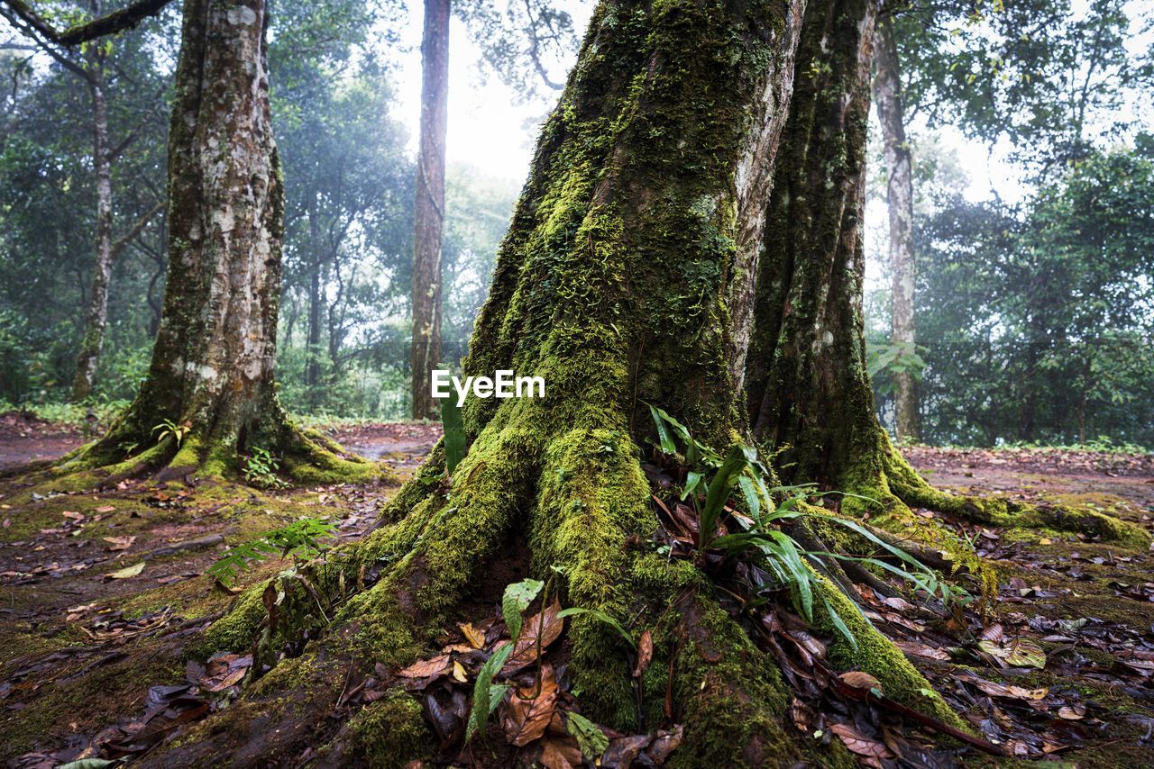 Trees growing in forest