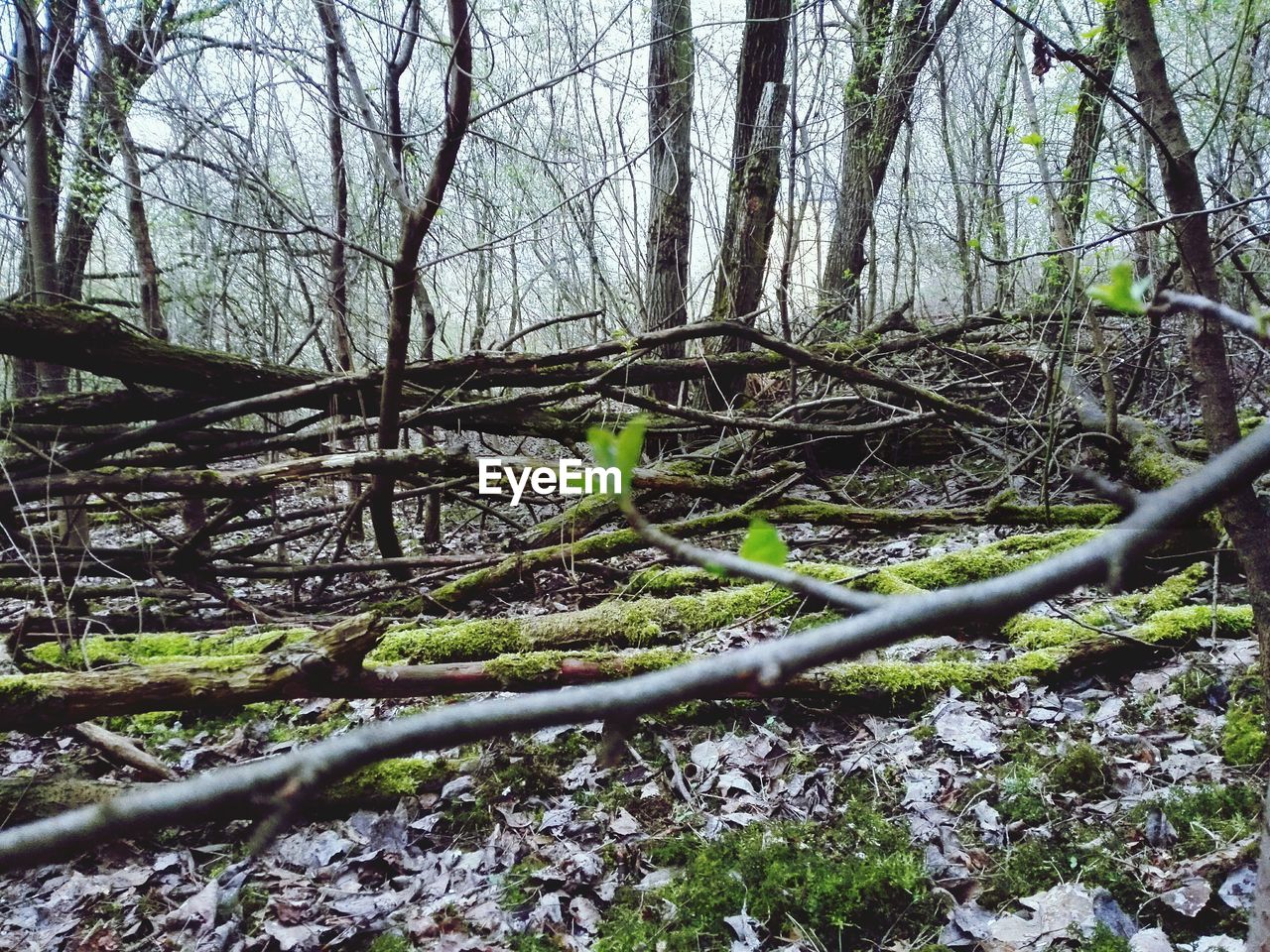 VIEW OF TREES IN FOREST