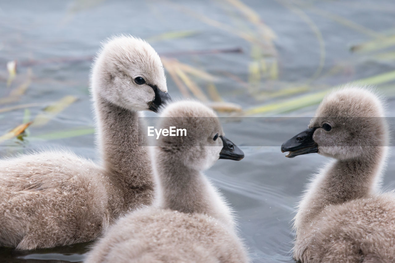 Cute black swan cygnets swimming in the water