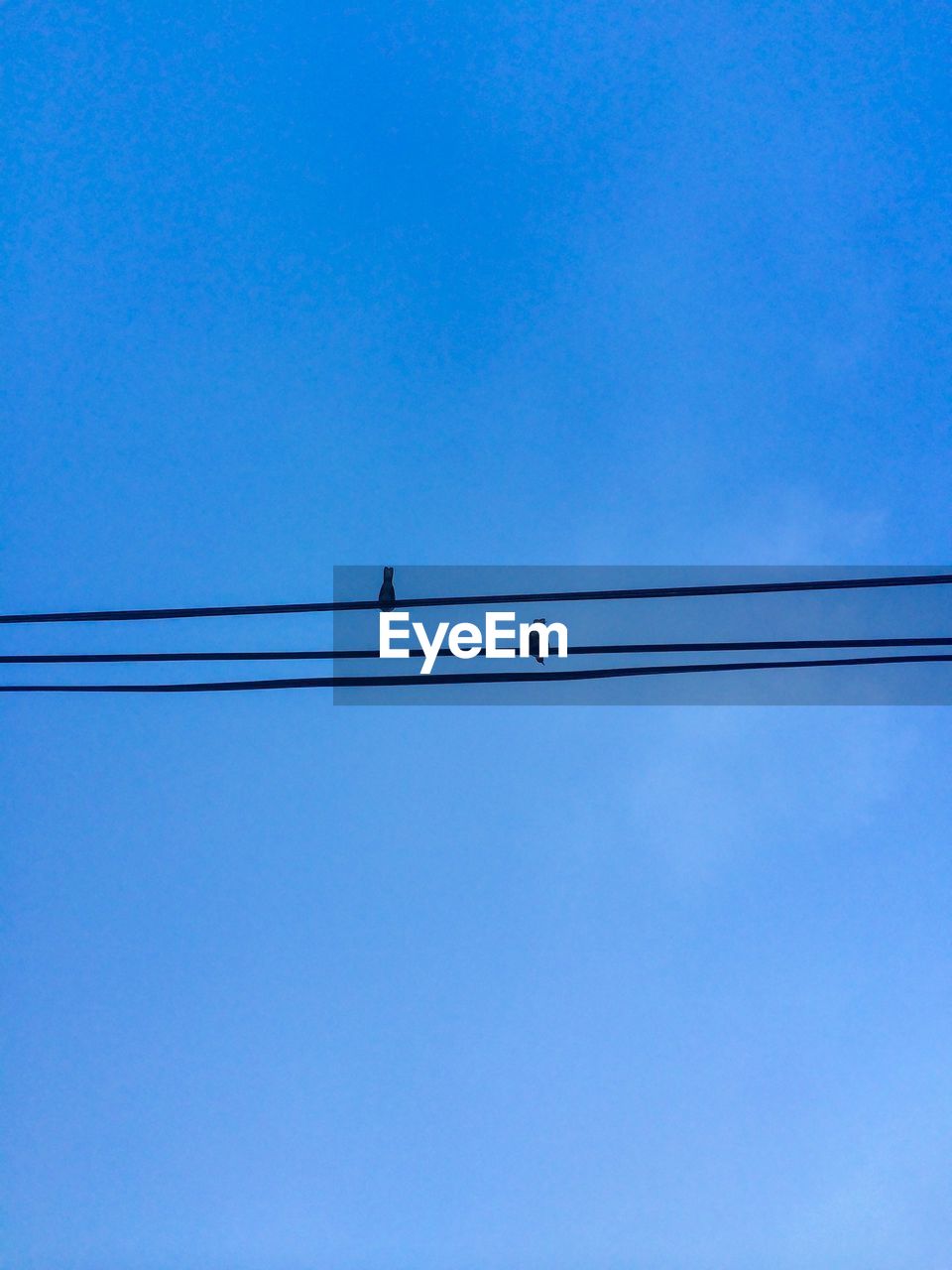Low angle view of silhouette birds on cables against clear blue sky