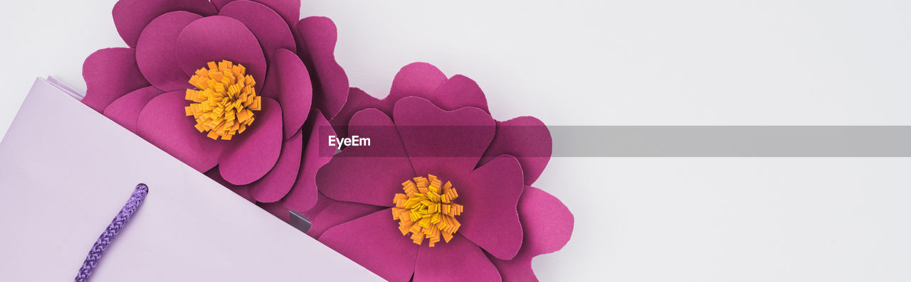 pink, flower, flowering plant, purple, petal, plant, beauty in nature, yellow, freshness, studio shot, no people, indoors, nature, flower head, copy space, violet, close-up, inflorescence, paper, still life, fragility