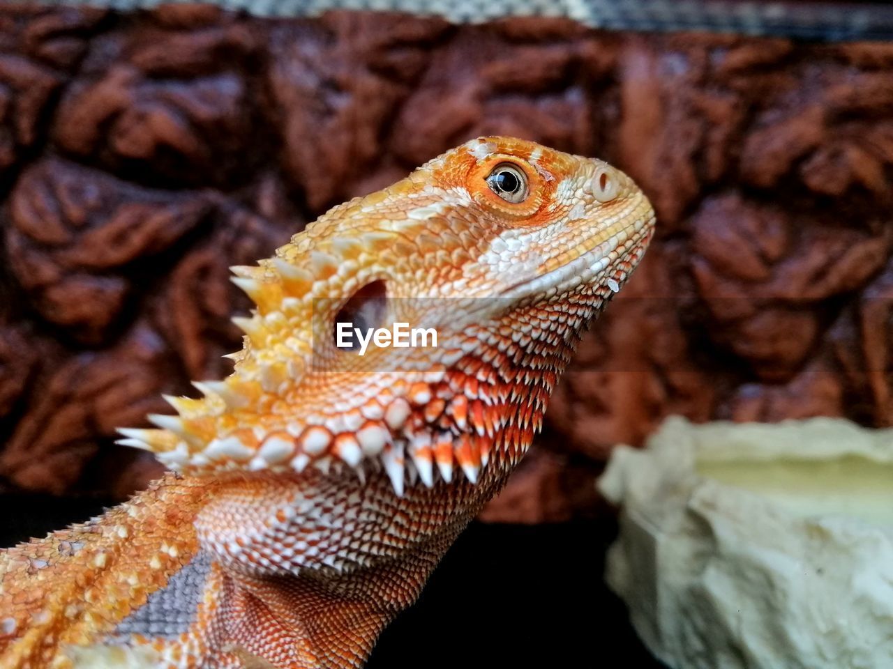 Close-up of a lizard