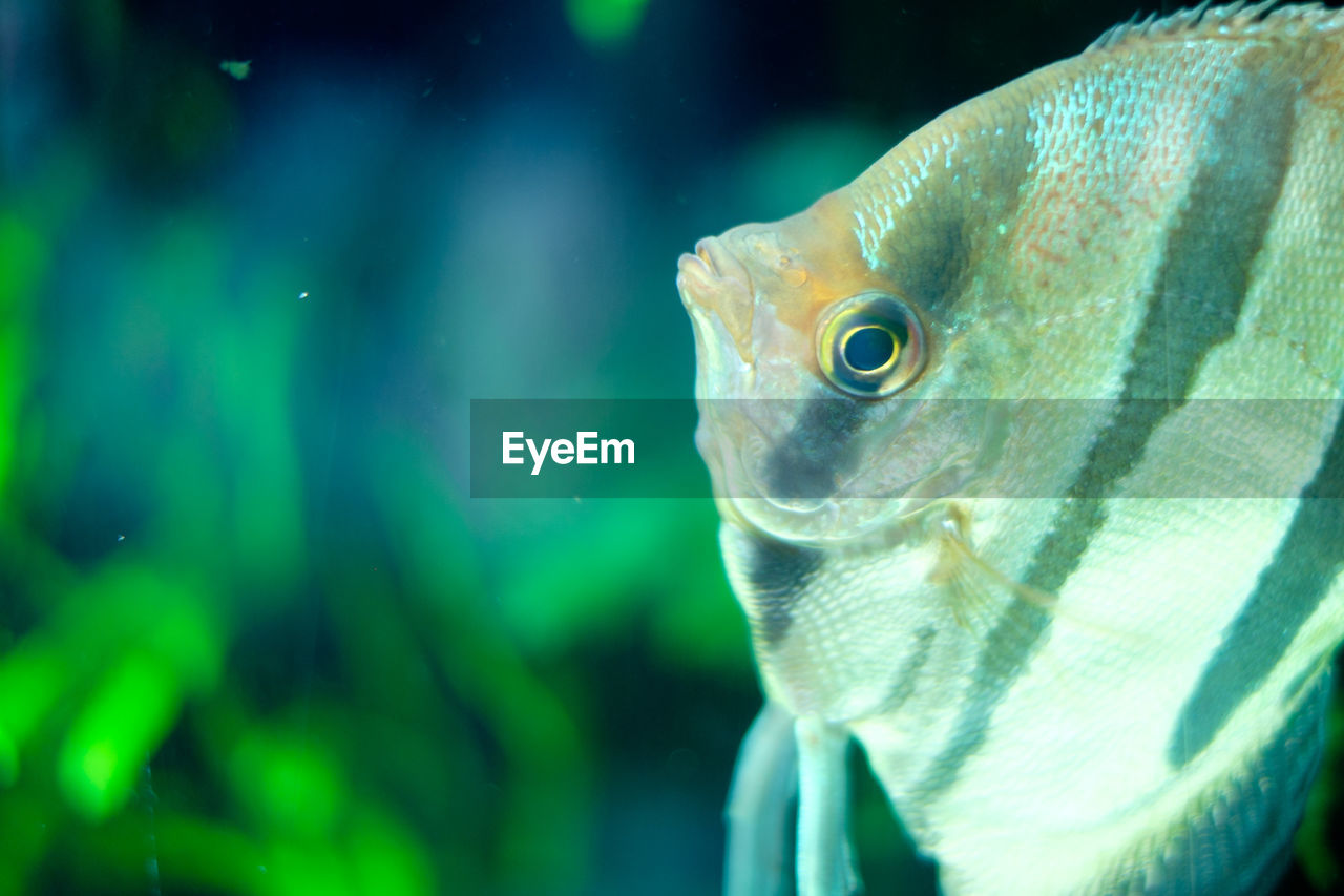 Close-up of fish swimming in aquarium