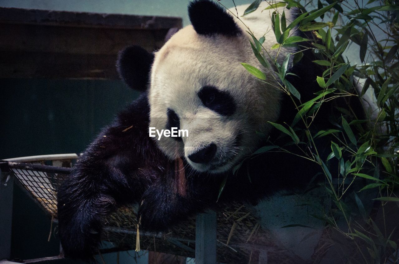 Close-up of giant panda