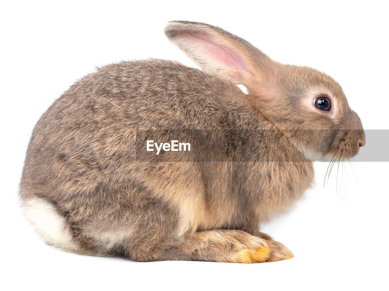 SIDE VIEW OF A RABBIT OVER WHITE BACKGROUND
