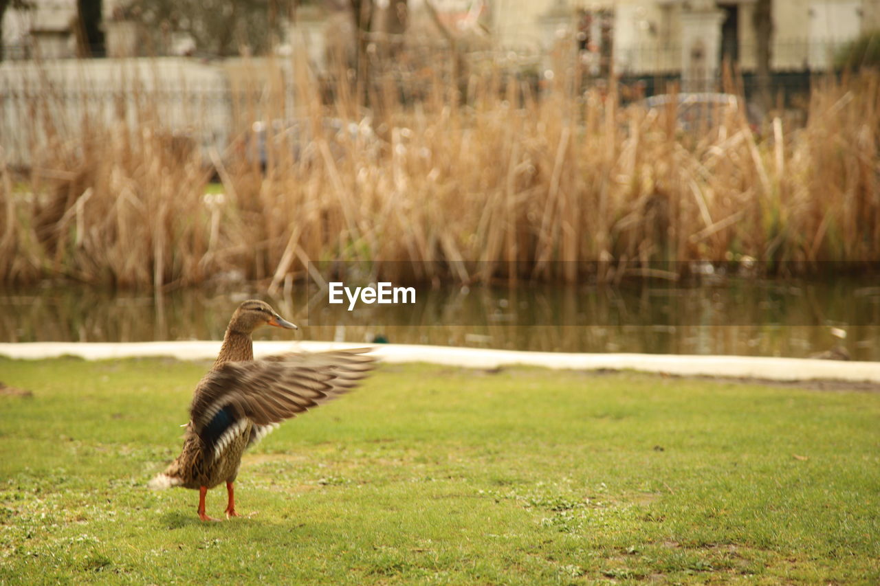 Bird in a field