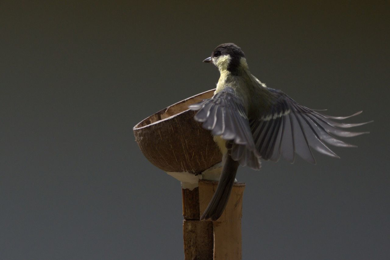 Low angle view of bird perching outdoors