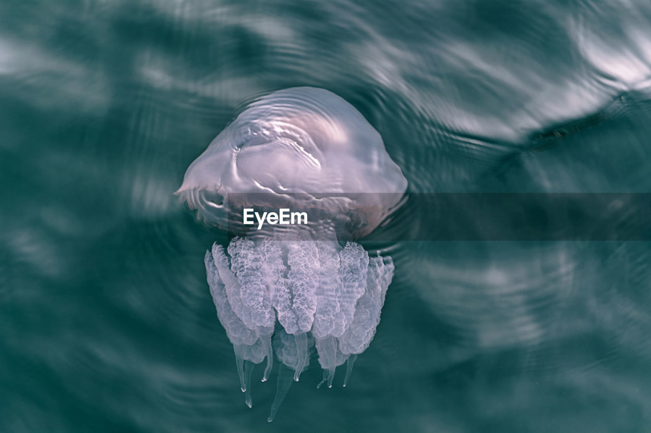 CLOSE-UP OF JELLYFISH SWIMMING IN WATER