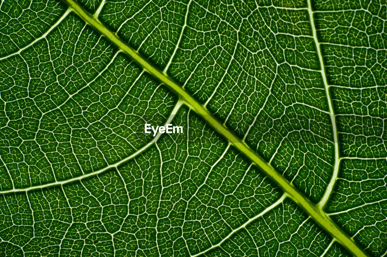 Full frame shot of leaf