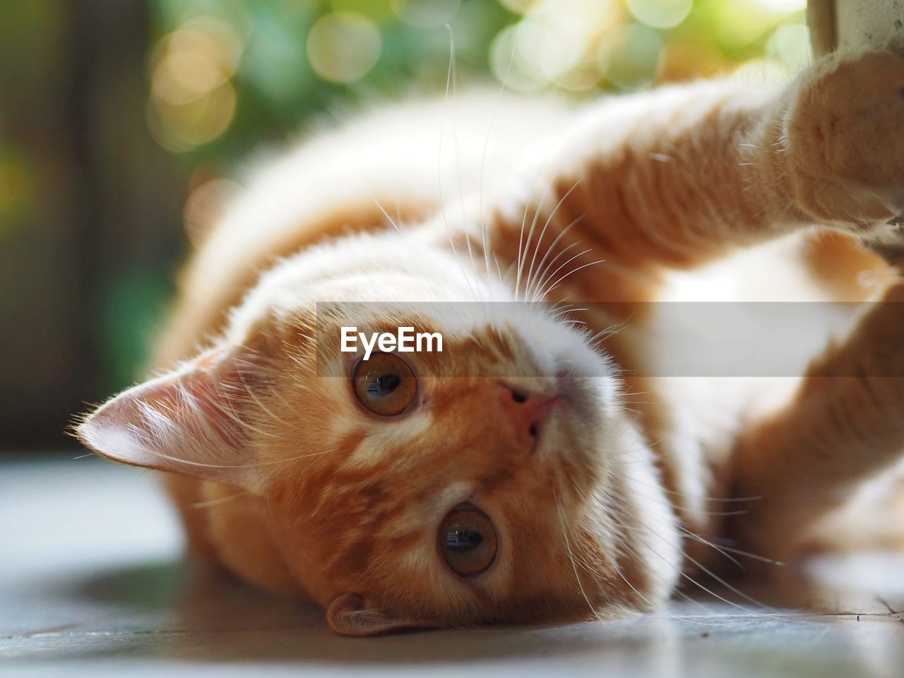 Close-up portrait of a cat