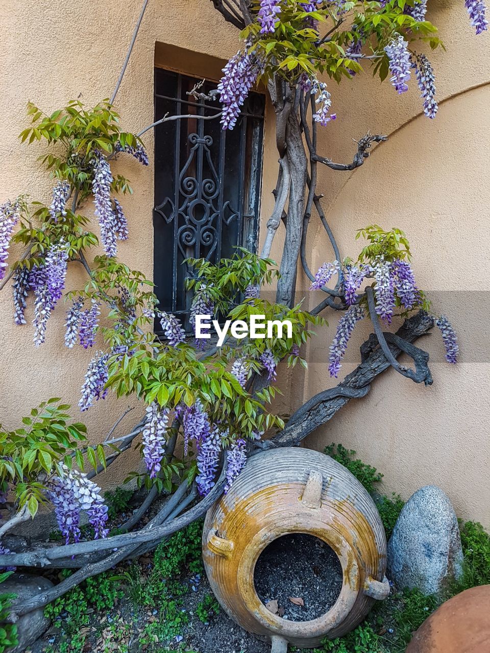 CLOSE-UP OF FLOWER TREE ON PLANT