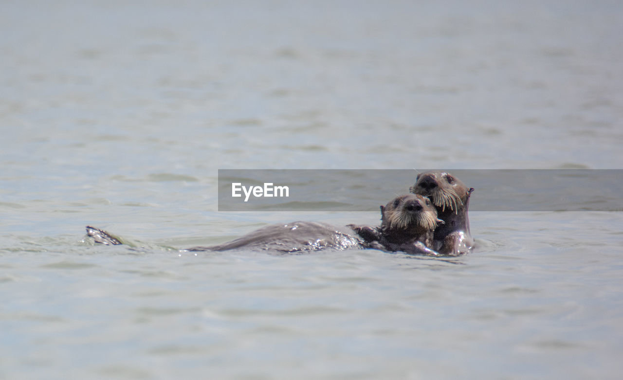 VIEW OF TURTLE IN SEA