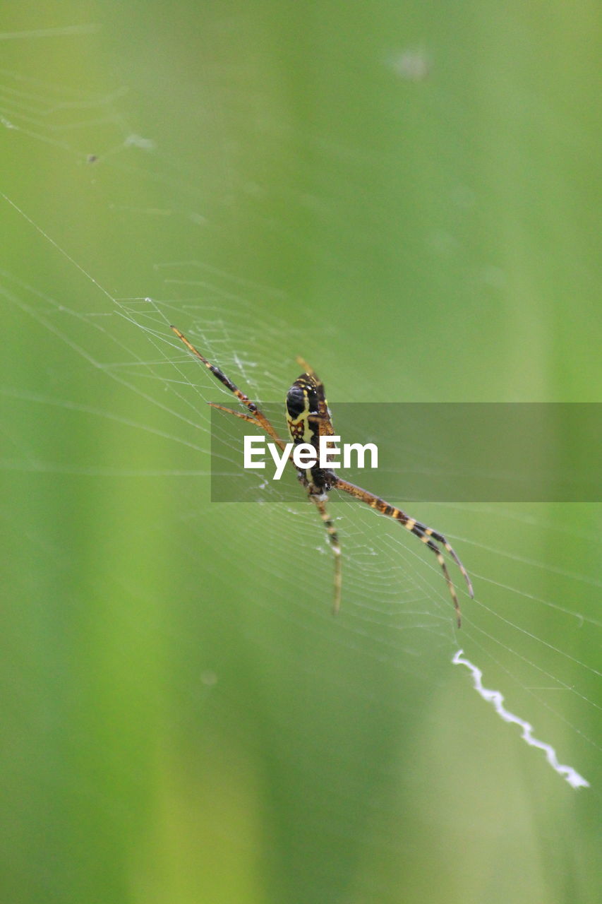 Close-up of spider on web