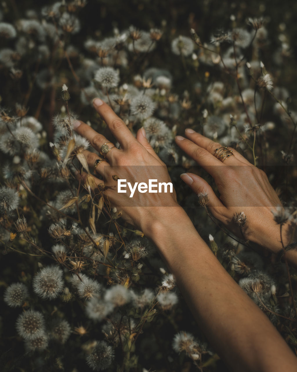 Close-up of hand touching dandelions