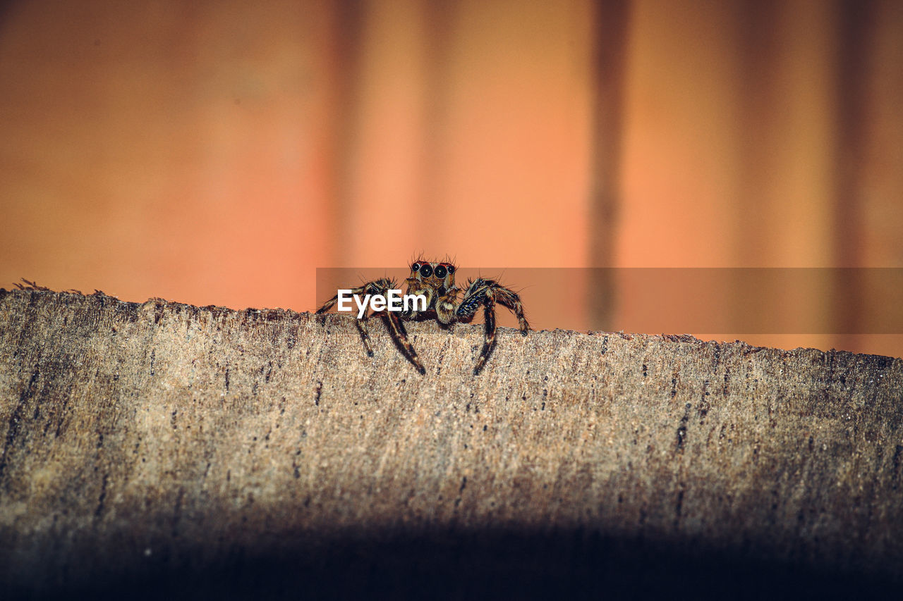 A dark macro shot of selective focus of a green and black jumping spider on a rough surface.