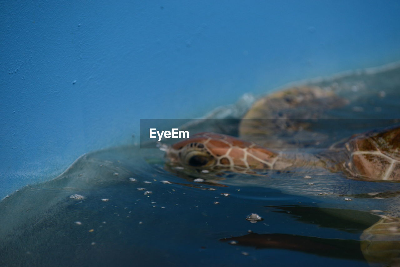 CLOSE-UP OF FISH SWIMMING UNDERWATER