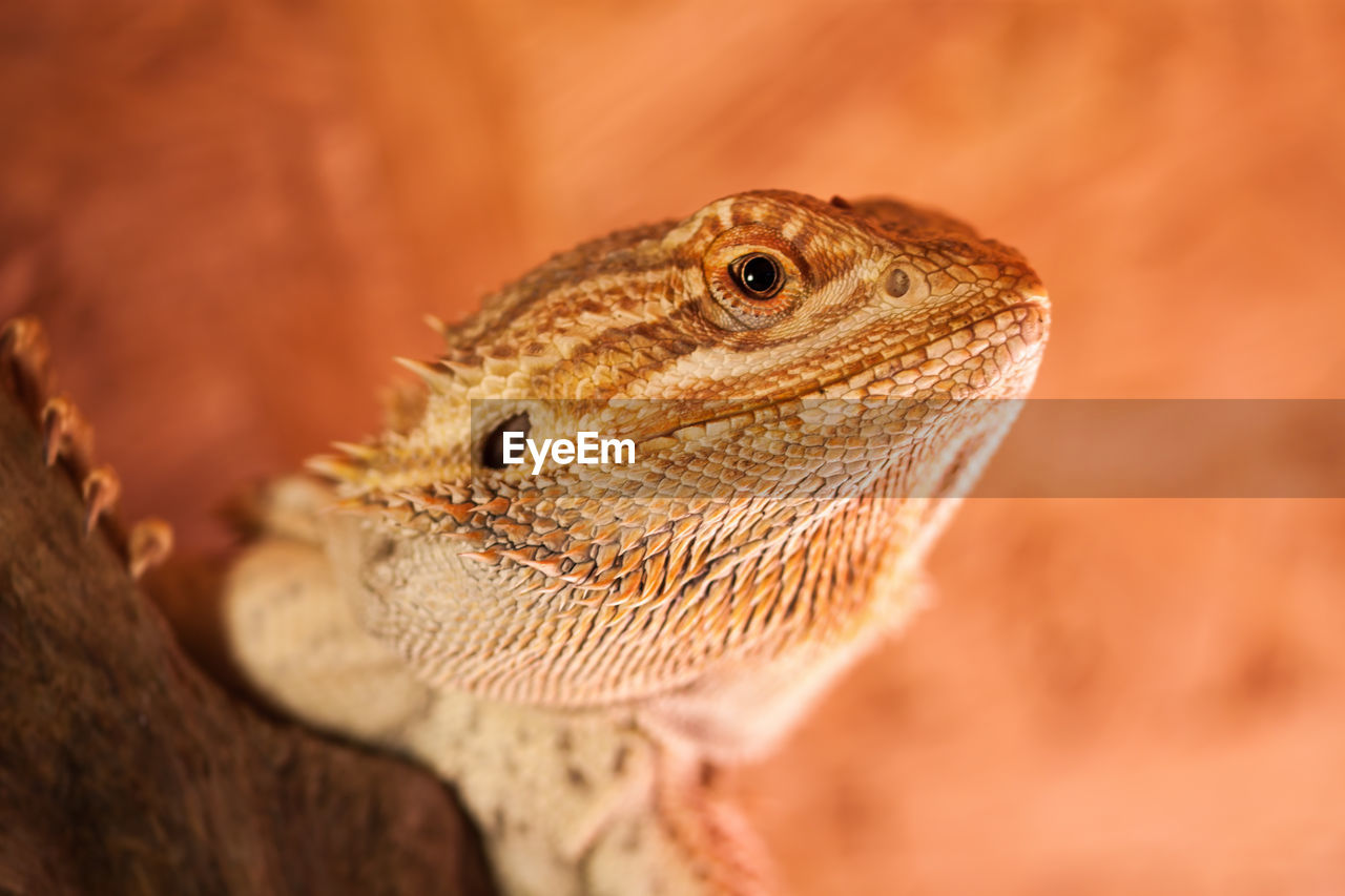 Close-up of a reptile looking away