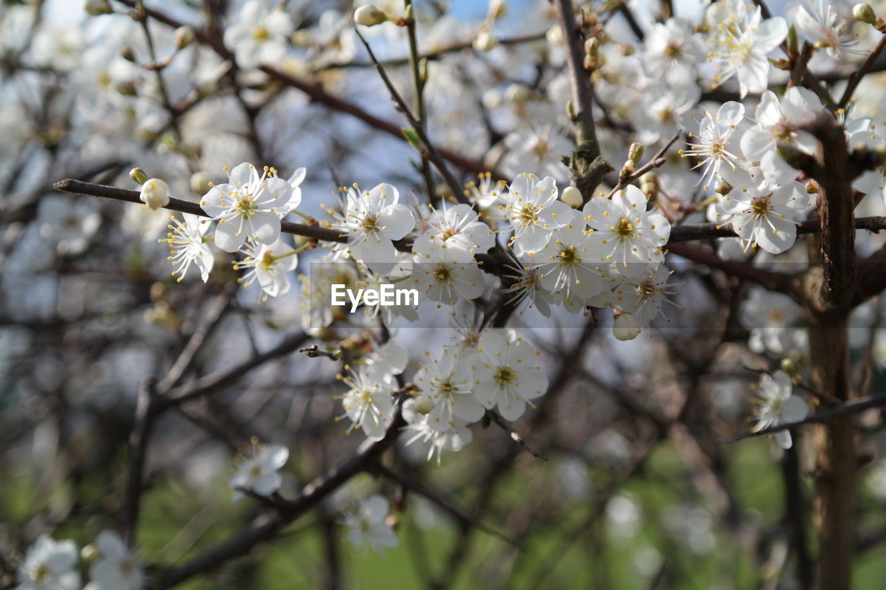 plant, flower, flowering plant, tree, blossom, fragility, beauty in nature, springtime, freshness, growth, branch, white, nature, cherry blossom, close-up, produce, focus on foreground, flower head, spring, petal, food, no people, inflorescence, day, fruit tree, twig, botany, outdoors, prunus spinosa, cherry tree, almond tree, pollen, selective focus, apple tree, agriculture, low angle view, apple blossom