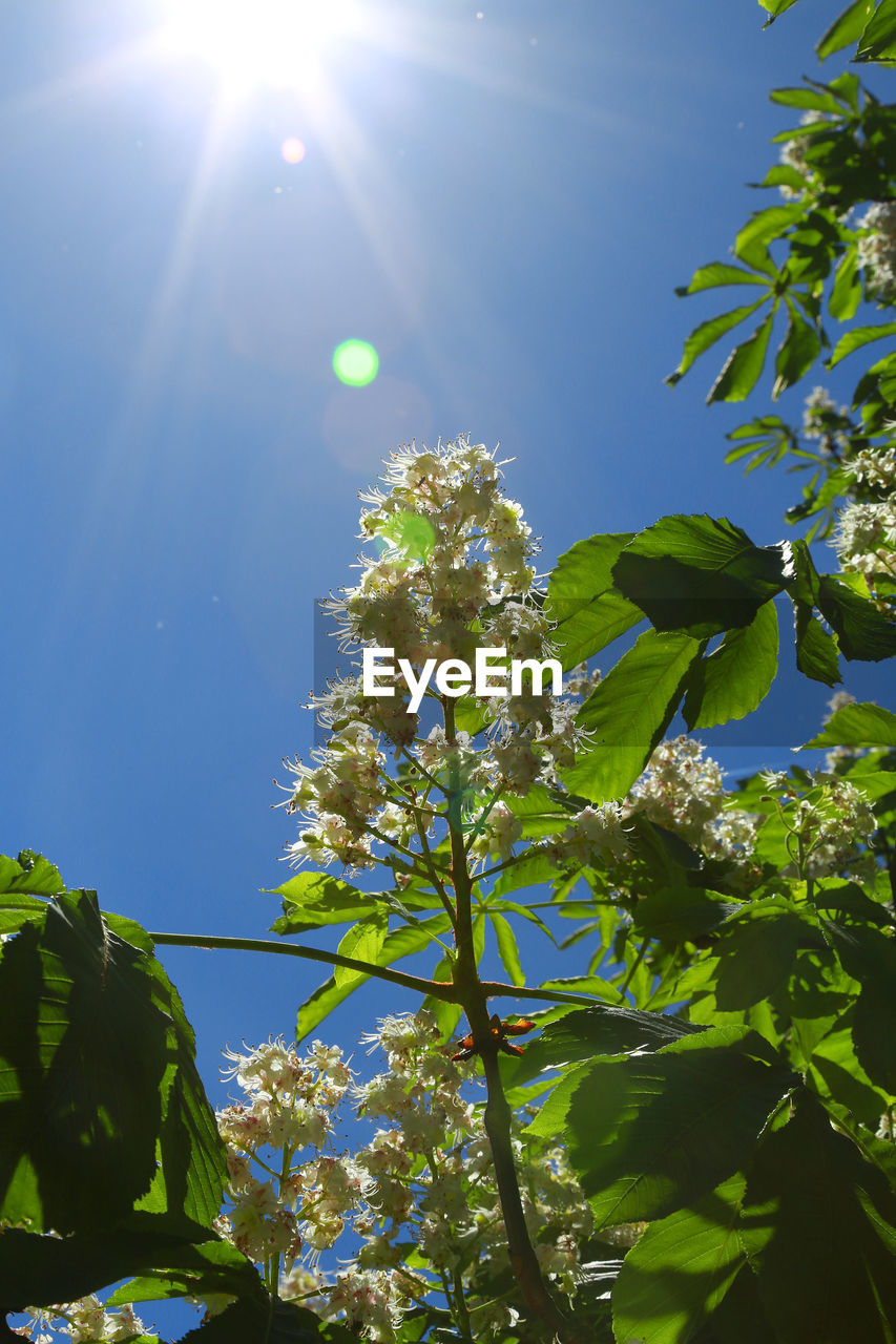 LOW ANGLE VIEW OF FLOWERING PLANT AGAINST BRIGHT SUN