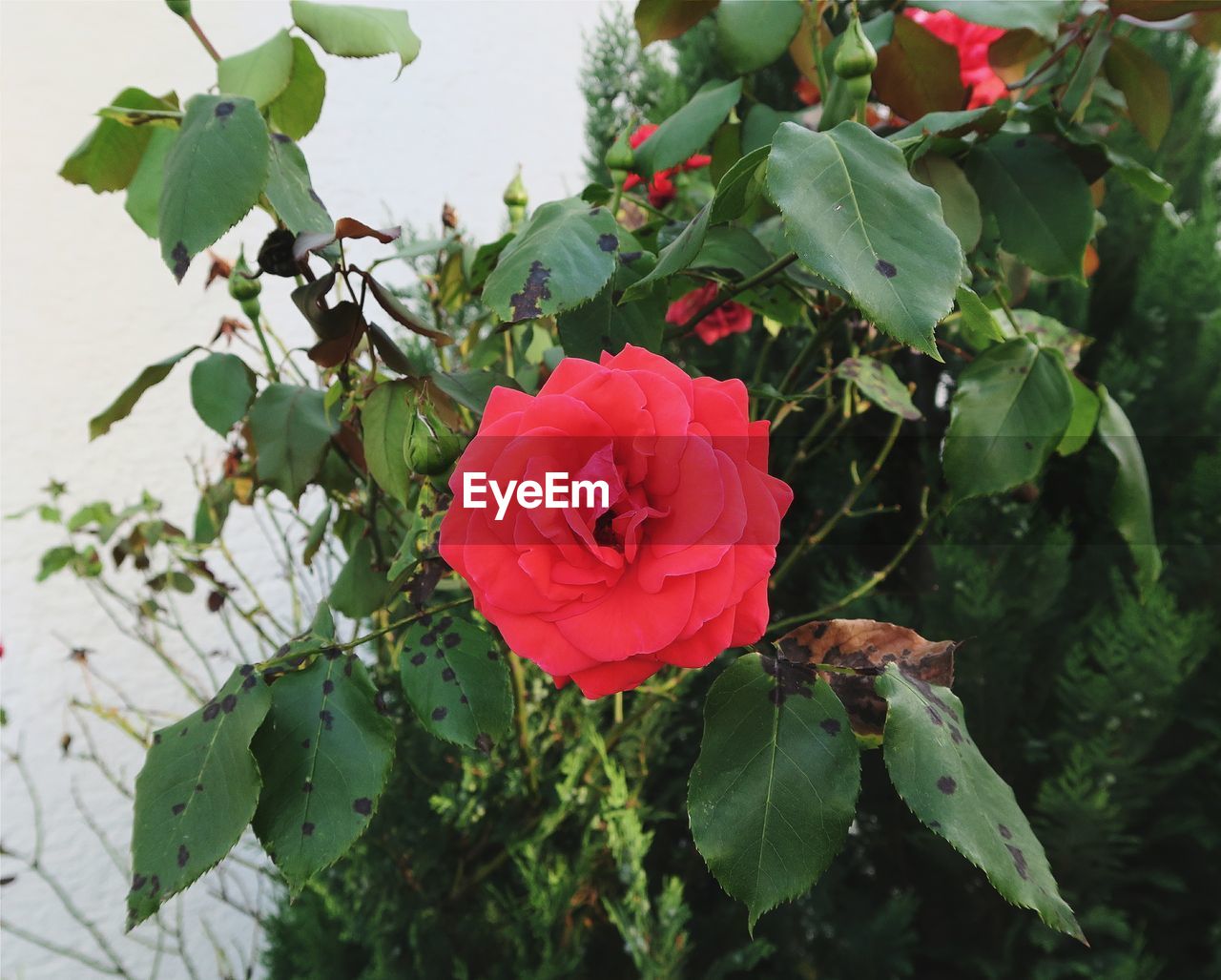 CLOSE-UP OF RED ROSES