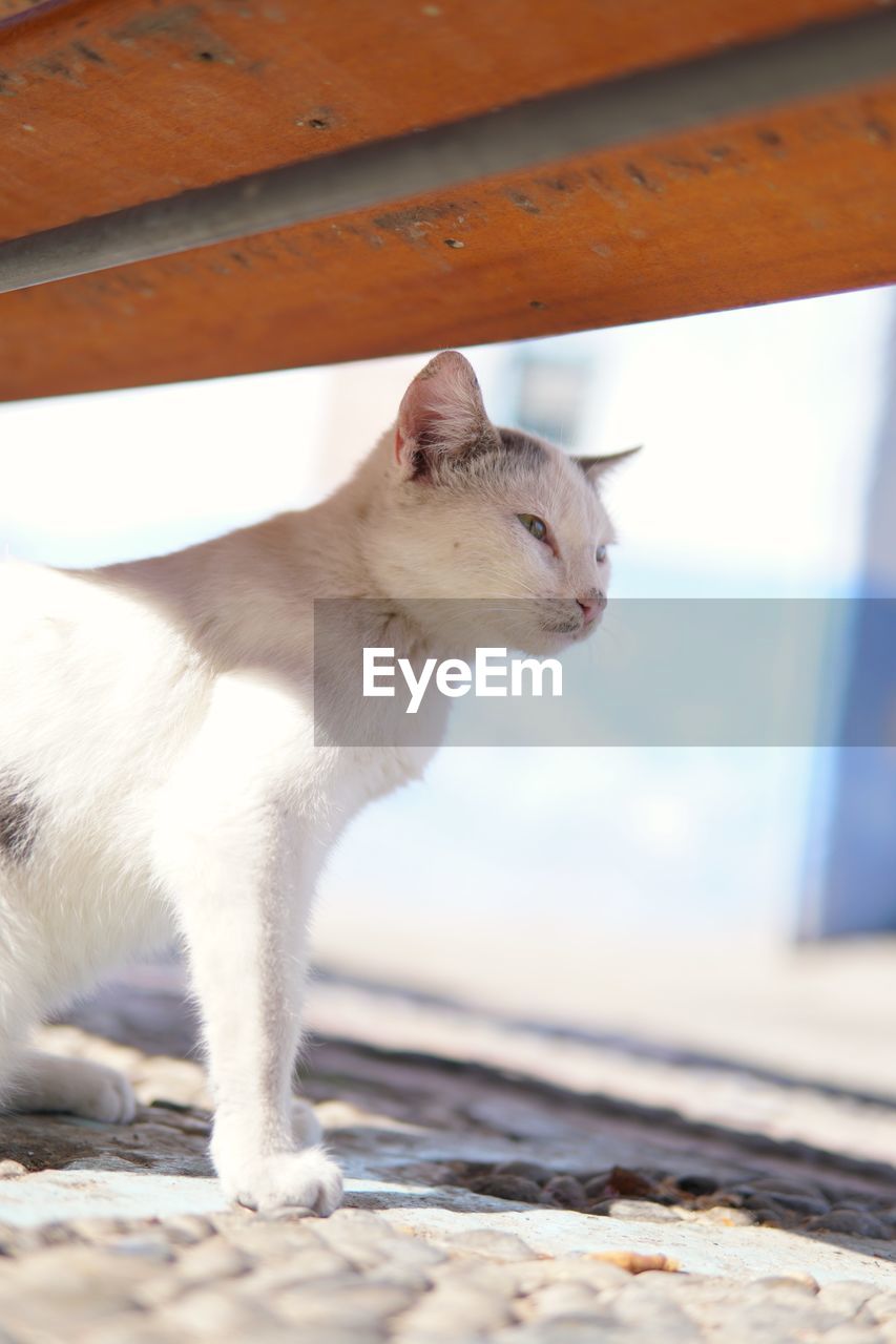 CLOSE-UP OF A CAT LOOKING AWAY