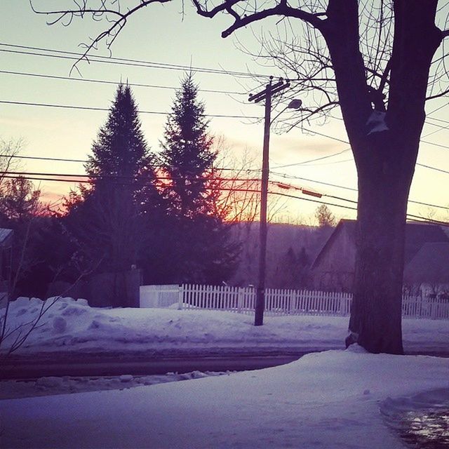 SNOW COVERED TREES AT SUNSET