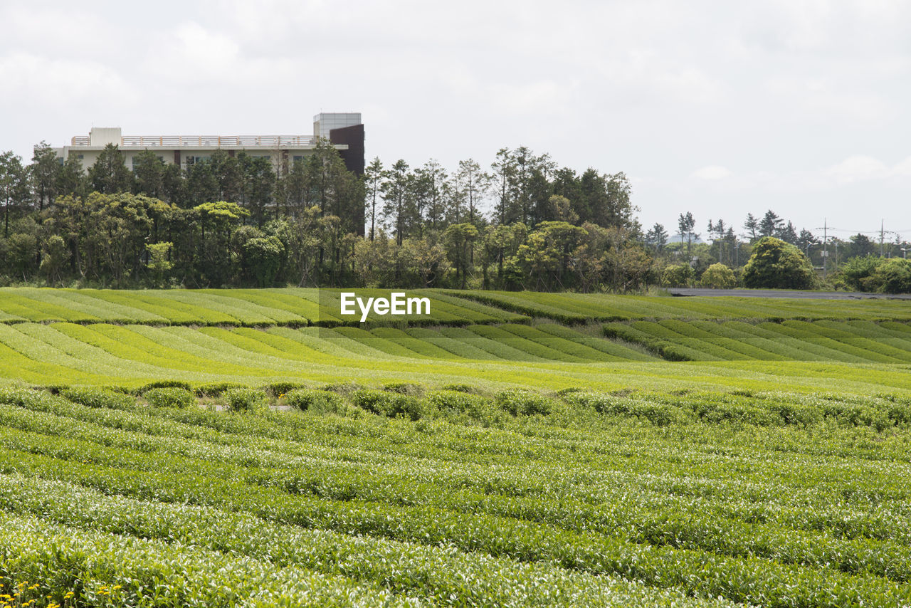 SCENIC VIEW OF GREEN LANDSCAPE AGAINST SKY