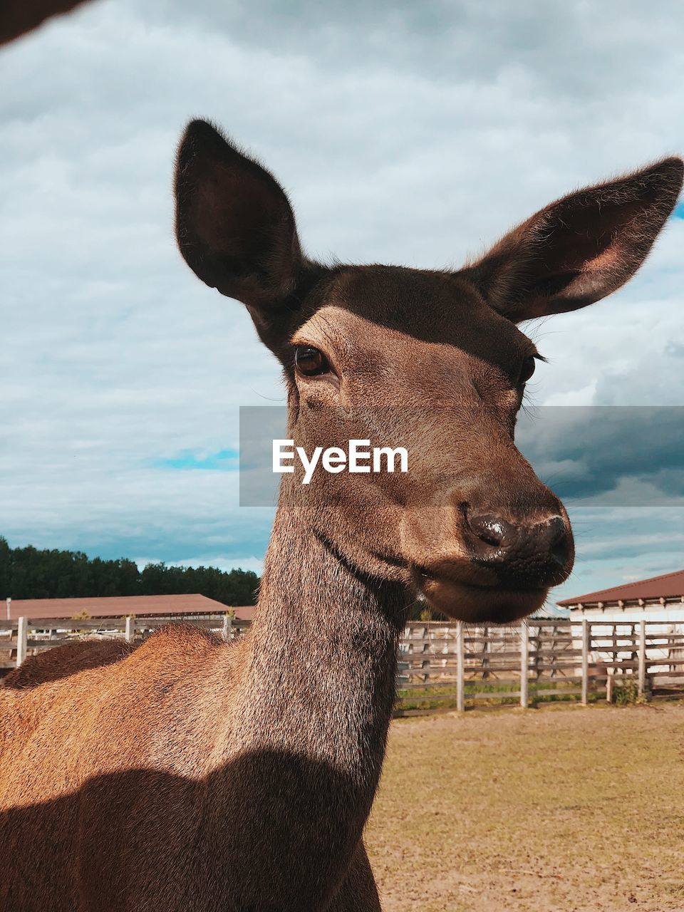 animal themes, animal, mammal, one animal, domestic animals, animal wildlife, portrait, nature, animal body part, sky, wildlife, livestock, cloud, no people, animal head, looking at camera, brown, day, deer, pet, outdoors, land